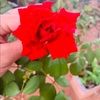 alirodrigues